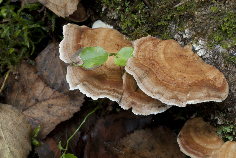 Trametes ochracea